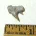 Yorktown Cow Shark Tooth